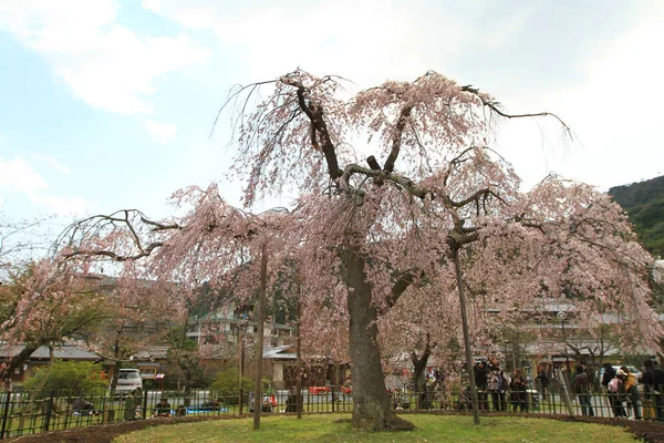 Ομάδα Άνθος Sakura Στο Κιότο Της Ιαπωνίας — Φωτογραφία Αρχείου