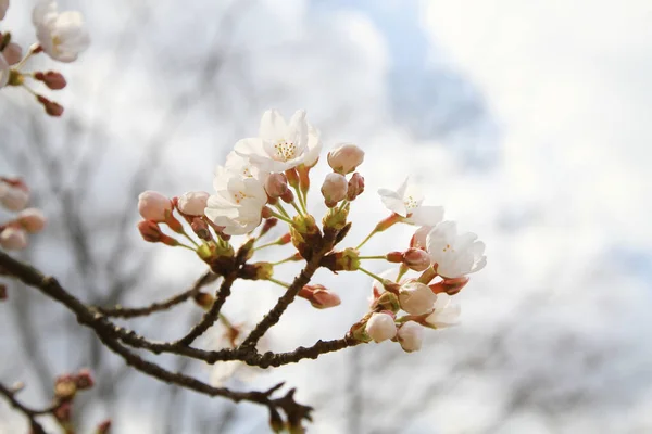 集团樱花在日本 — 图库照片