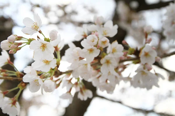 集团樱花在日本 — 图库照片