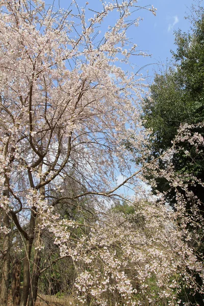 Арашияма Парк Камеяма Район Киото Япония — стоковое фото