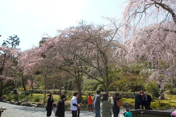 天竜寺 Templ 春の庭の風景 — ストック写真