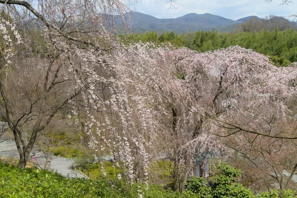 Paisaje Jardín Primavera Tenryu Templ — Foto de Stock