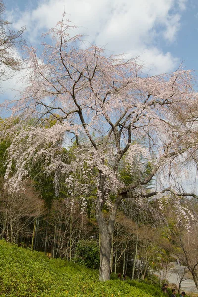 Пейзажі Весняного Саду Шаблоні Тенрю Дзі — стокове фото