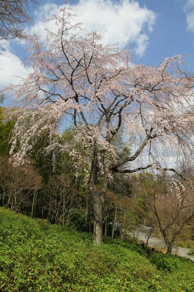 天竜寺 Templ 春の庭の風景 — ストック写真