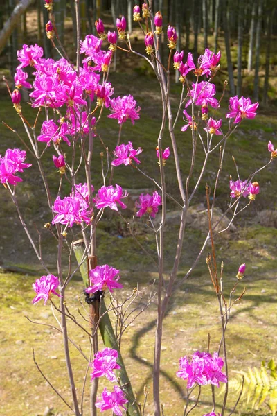 京都の天龍寺の禅庭 — ストック写真