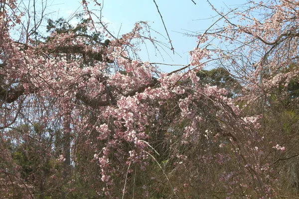 寺天龍寺 京都の日本庭園 — ストック写真