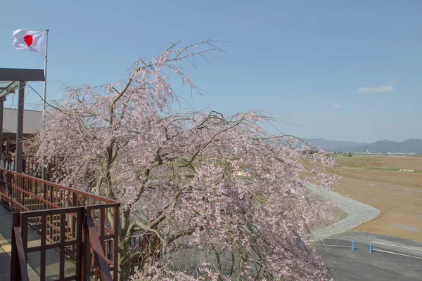 Όμορφα Λουλούδια Sakura Στο Κιότο Japa — Φωτογραφία Αρχείου
