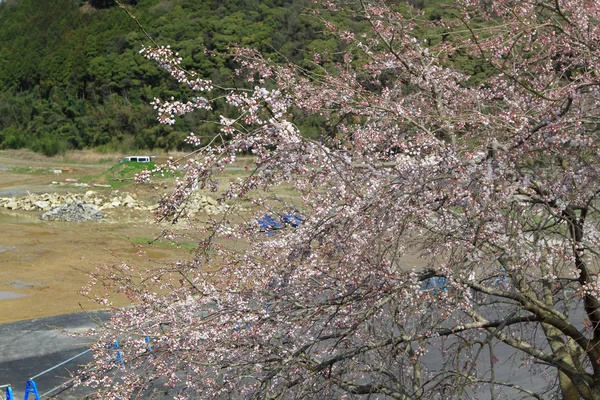 Красиві Квіти Сакура Кіото Japa — стокове фото