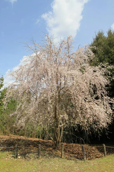 Szép Sakura Virágokat Kyoto Japán — Stock Fotó