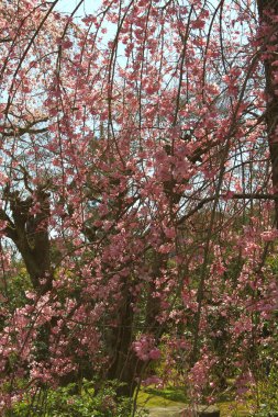 Zen bahçesi ve tapınak Tenryu ji, Kyoto