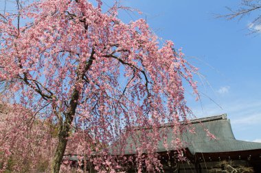 Zen bahçesi ve tapınak Tenryu ji, Kyoto
