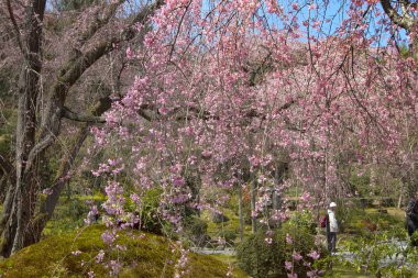 Zen bahçesi ve tapınak Tenryu ji, Kyoto