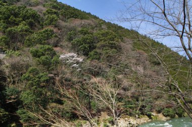 Sagano'da kanko çizgi manzara görünümünü