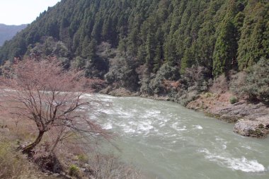 Sagano'da kanko çizgi manzara görünümünü