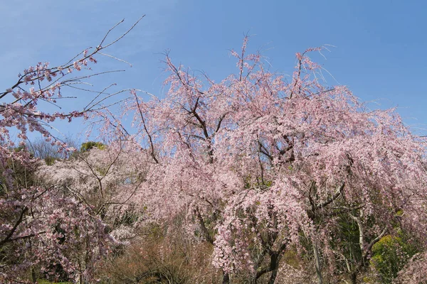 Zen Garden Και Ναός Tenryu Κιότο — Φωτογραφία Αρχείου