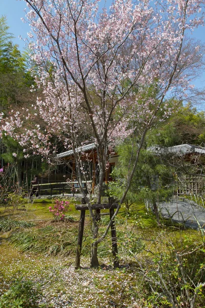 Zen Garden Temple Tenryu Kyoto — Stock Photo, Image
