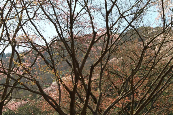 Vista Paisagem Linha Sagano Kanko — Fotografia de Stock