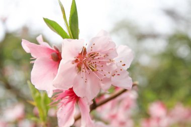 ağaç branc pembe bir şeftali çiçeği çiçekleri