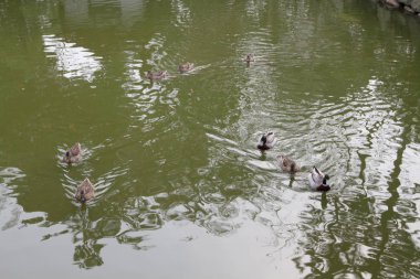 Çayır üzerinde yaban ördeği yakın çekim