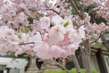 güzel Sakura Çiçeği bahar, Japonya