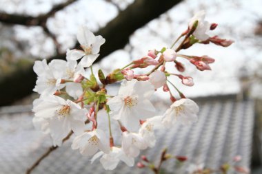 kiraz çiçeği sezon Osaka Kalesi