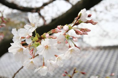 Sakura çiçek ya da doğa ile kiraz çiçeği