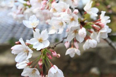 Sakura çiçek ya da doğa ile kiraz çiçeği