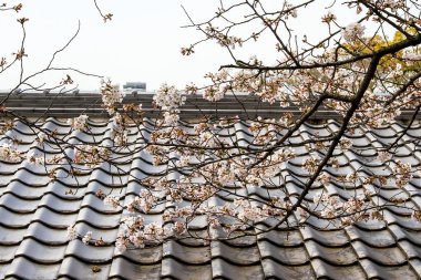 kiraz çiçeği sezon Osaka Kalesi