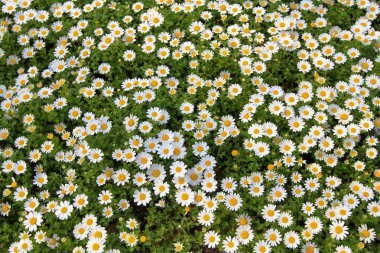 Osaka Kalesi osaka Japonya Erik Bahçe