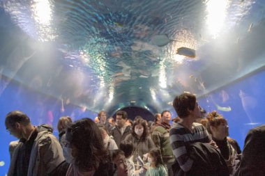 bir Tanımlanamayan kişi deniz yaratık zevk