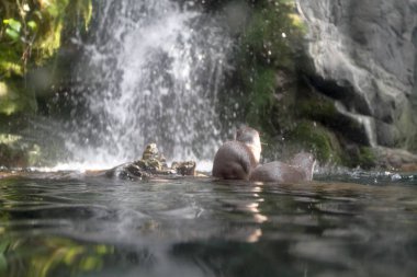 Hayvanat bahçesinde bir Asya küçük pençeli Otter