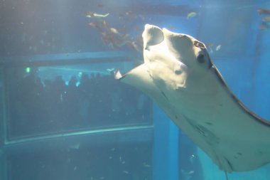 Japonya'nın Osaka en büyük ortak Akvaryumlar