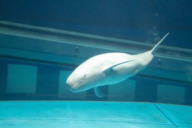 Japonya'nın Osaka en büyük ortak Akvaryumlar