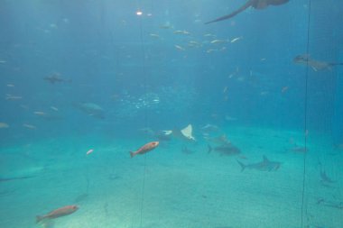 Japonya'nın Osaka en büyük ortak Akvaryumlar