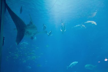 Osakae 'deki Osaka Aquarium Kaiyukan 'da