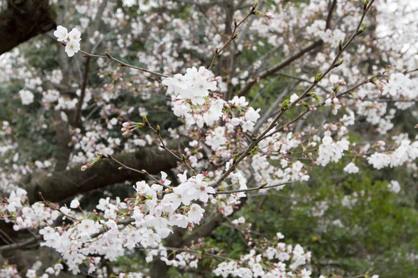 Uma Bela Flor Sakura Japão Primavera — Fotografia de Stock