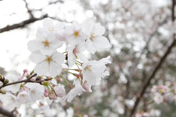 Bela Flor Sakura Japão Primavera — Fotografia de Stock