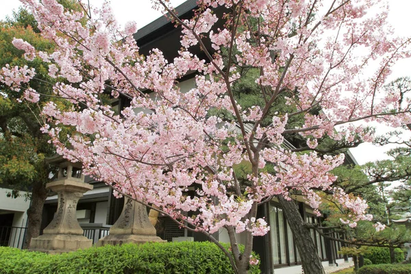 春天日本美丽的樱花盛开 — 图库照片