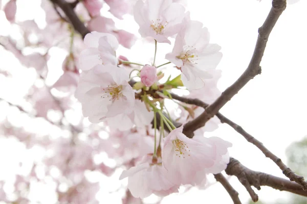 春天日本美丽的樱花盛开 — 图库照片