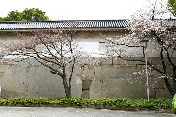 Castillo Osaka Temporada Flores Cerezo — Foto de Stock