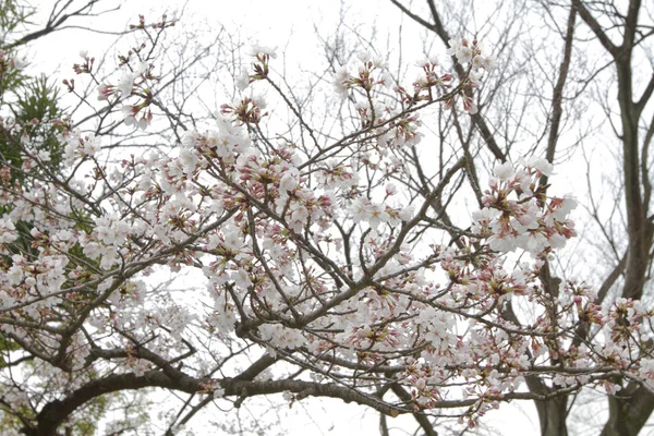 Красиві Sakura Цвітіння Японії Весну — стокове фото