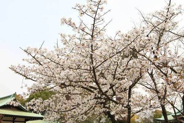Sakura Blomma Eller Cherry Blossom Med Naturen — Stockfoto