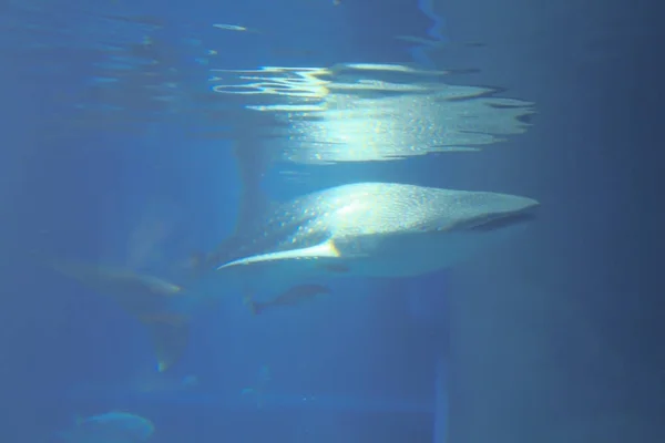 Bij Osaka Aquarium Kaiyukan Osak — Stockfoto