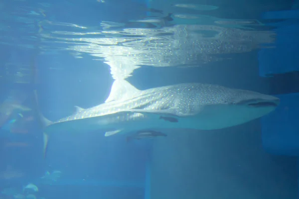 Bij Osaka Aquarium Kaiyukan Osak — Stockfoto