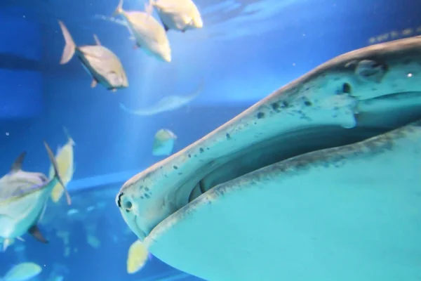 Bij Osaka Aquarium Kaiyukan Osak — Stockfoto