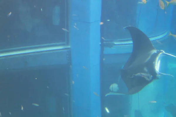 Een Grootste Publieke Aquaria Osaka Japan — Stockfoto