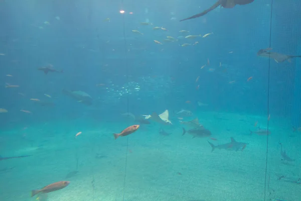 Ein Größtes Öffentliches Aquarium Osaka Japan — Stockfoto