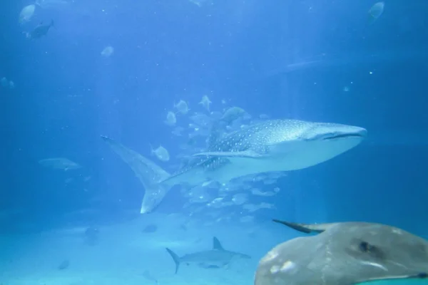 Acuario Osaka Kaiyukan Osakae — Foto de Stock