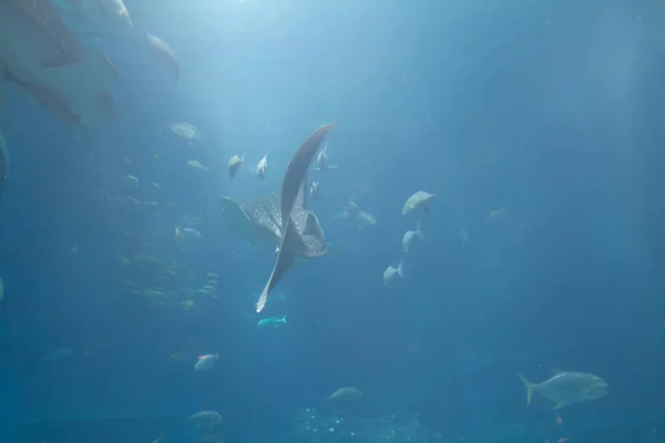 Het Osaka Aquarium Kaiyukan Osakae — Stockfoto