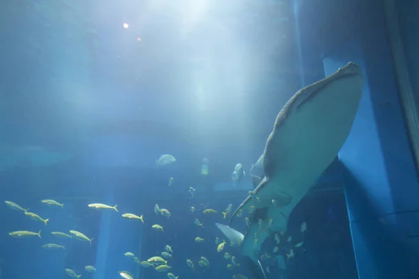 Osakae の大阪水族館海遊館にて — ストック写真